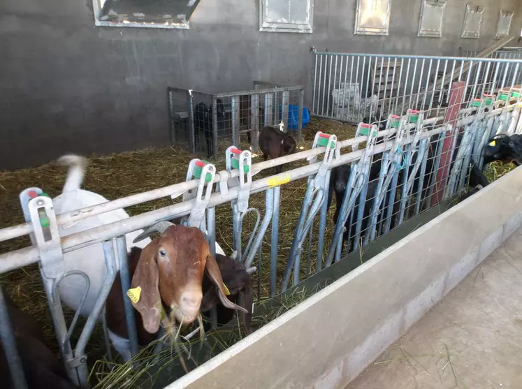 Les chèvres sont affouragées en vert en bâtiment. © A. Villette