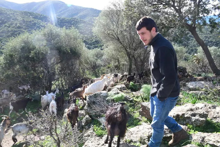 Paul-François Donsimoni lâche ses chèvres en les orientant au début dans le maquis le matin puis il les récupère le soir. © D.Hardy