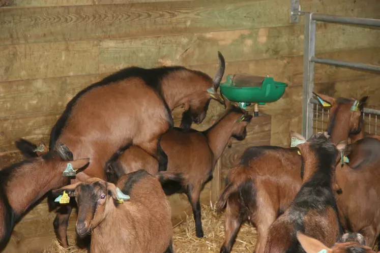 Les boucs aussi sont saisonnés et doivent subir les traitements lumineux pour entrer en activité sexuelle à contre-saison © D. Hardy