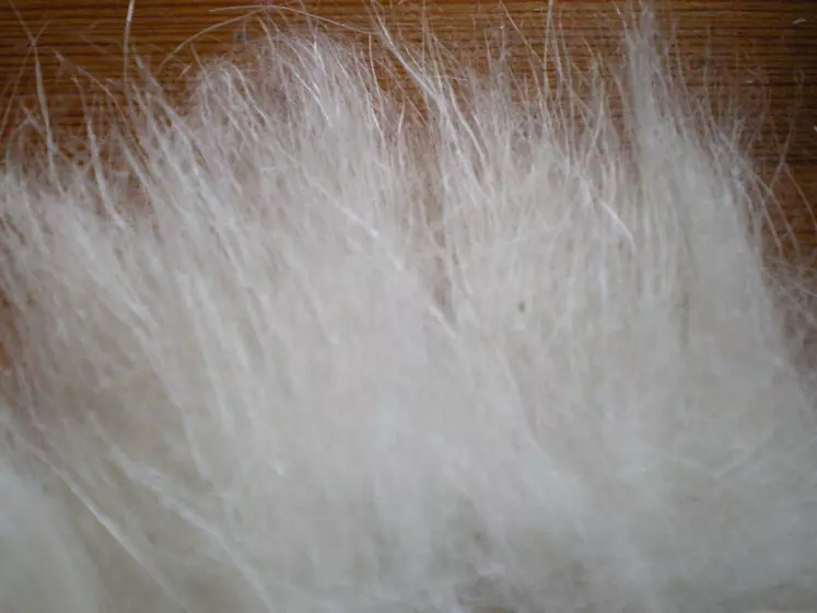 Une chèvre cachemire produit 120 à 180 g de cachemire par an. © DR