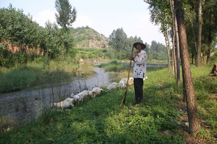 Loin de l’élevage traditionnel chinois, le projet de la laiterie Feihe prévoit la construction d’un élevage de 500 000 chèvres.  © D. Hardy