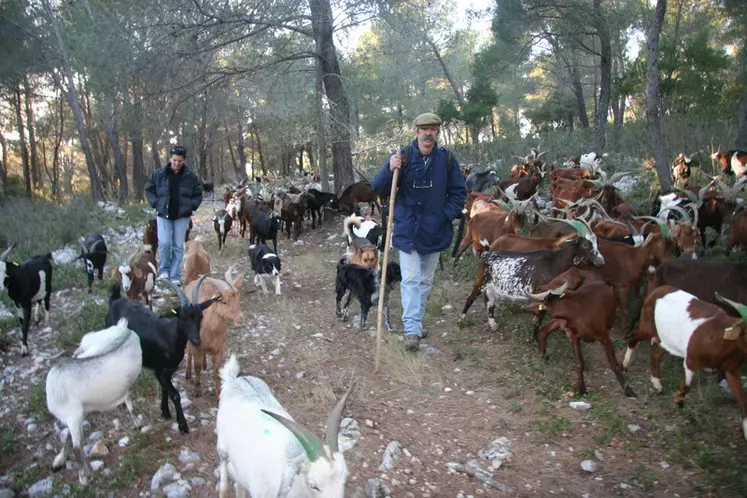 Les chèvre du Rove sont adaptées au territoire provençal . © D.Hardy