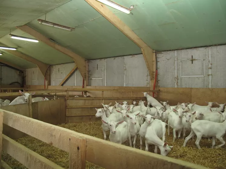 Avec l’amélioration de la génétique, l’éleveur n’a pas de difficulté à garder des chevrettes qui produisent au moins autant que leurs mères. © V. Bargain