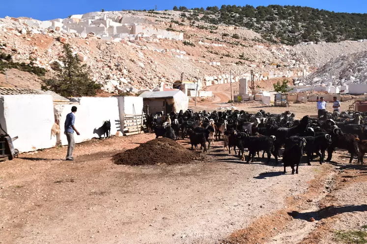 Les chèvres poilues de la famille Baysemir fournissent du lait, de la viande, de la laine et des fertilisants. © D. Hardy