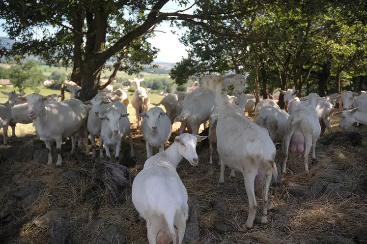 Les chèvres pâturent du 15 mars au 1er octobre sur les 18 hectares de prairies attenant à l'exploitation. © M.-A. Batut