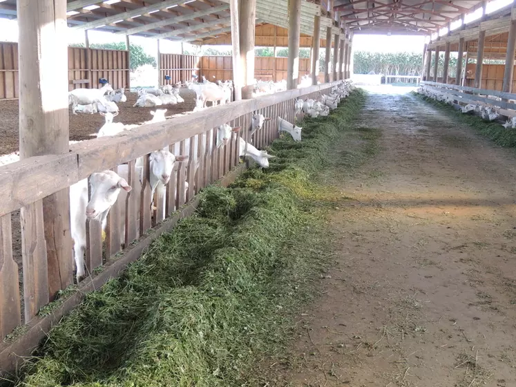 La plupart des fermes caprines néo-zélandaises garde leurs animaux en bâtiment toute l'année. © A. Pouplin