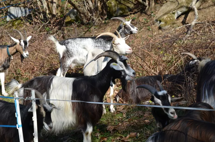 La chèvre pyrénéenne permet de valoriser les landes autour de l'exploitation.  © F. Thuault