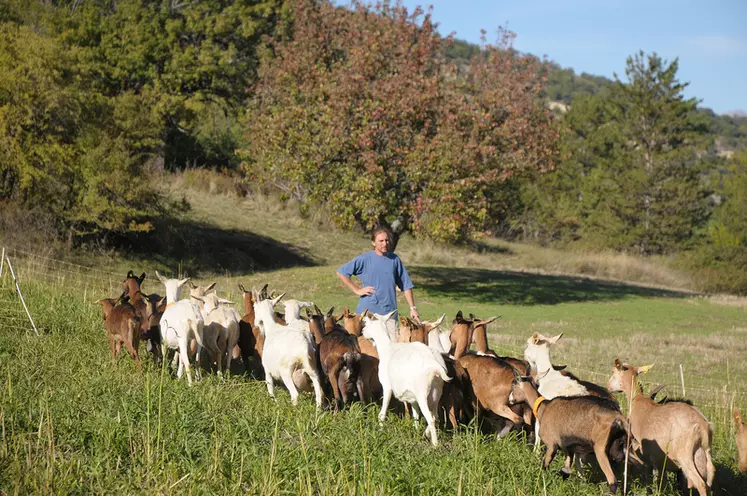 Gaël fait pâturer les chèvres sur ses 47 hectares de surface pastorale.  © M.-A. Batut