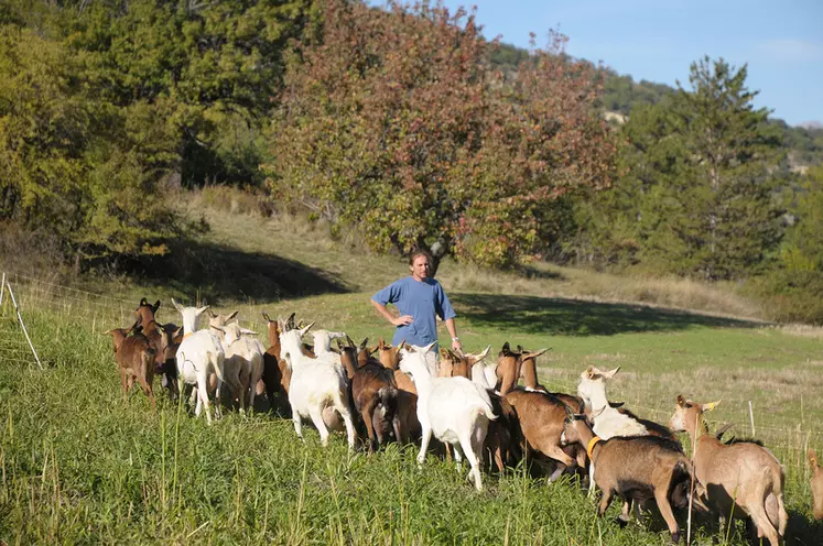 Gaël fait pâturer les chèvres sur ses 47 hectares de surface pastorale. © M.-A. Batut