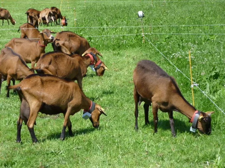 L’accéléromètre placé autour du cou des chèvres permet d'enregistrer les temps effectif d'ingestion. © J. Jost