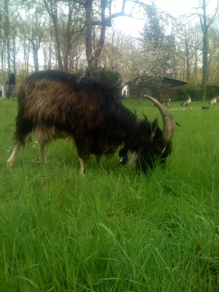 L'éco-pâturage permet de valoriser des races à petits effectifs comme la chèvre des fossés  © DR