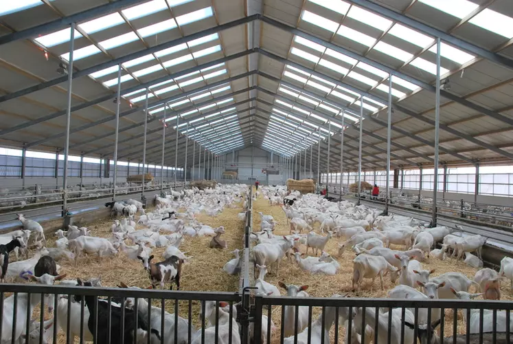 1 600 chèvres occupent le nouveau bâtiment. La famille Groeneveld va en construire un similaire l’an prochain. © Henk ten Have / Geitenhouderij