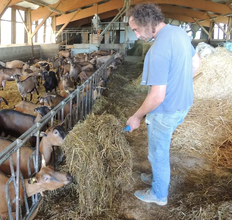 Avant l'enrubannage, du foin est distribué aux chèvres pour stimuler leur panse. © DR