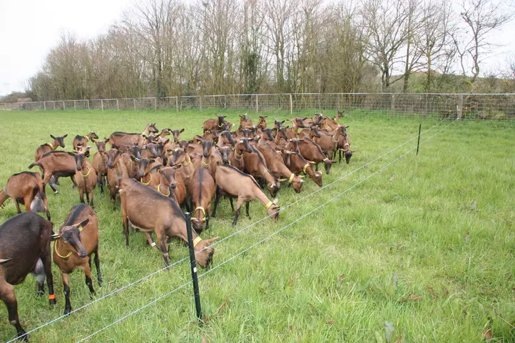 Le choix de la période de mises bas est important pour valoriser au mieux la pousse de l’herbe...notamment dans les systèmes valorisant de l’herbe verte. © D. Hardy