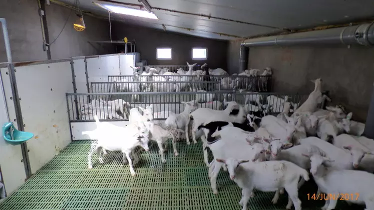 Dans l'exploitation de 900 chèvres, les chevrettes sont placées sur caillebotis. © C. Bossis