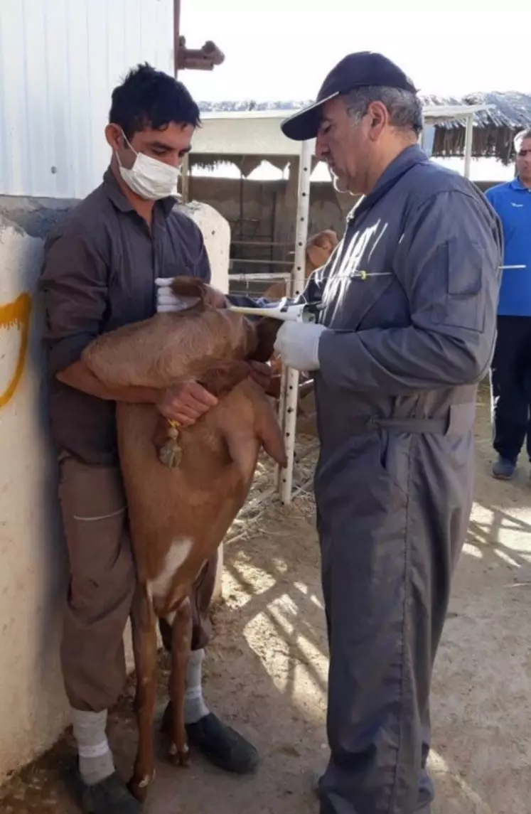 Ramin Aliverdinasab,  partenaire iranien d'Evolution International, insémine les chèvres d'un éleveur de Kerman avec de la semence française. © DR