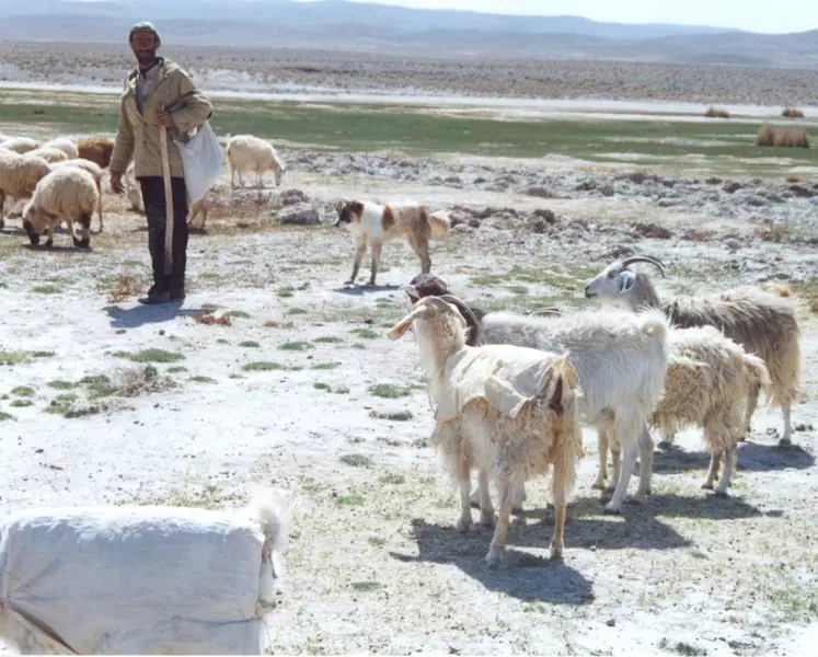 La production de cachemire iranien rencontre la concurrence des fibres chinoises et mongoles.  © S. A. Rafat