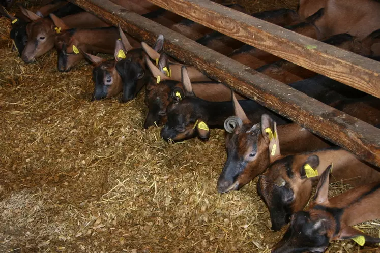 Les chèvres valorisent bien la matière sèche du maïs fourrage mais sont exigeantes sur la qualité. © D. Hardy