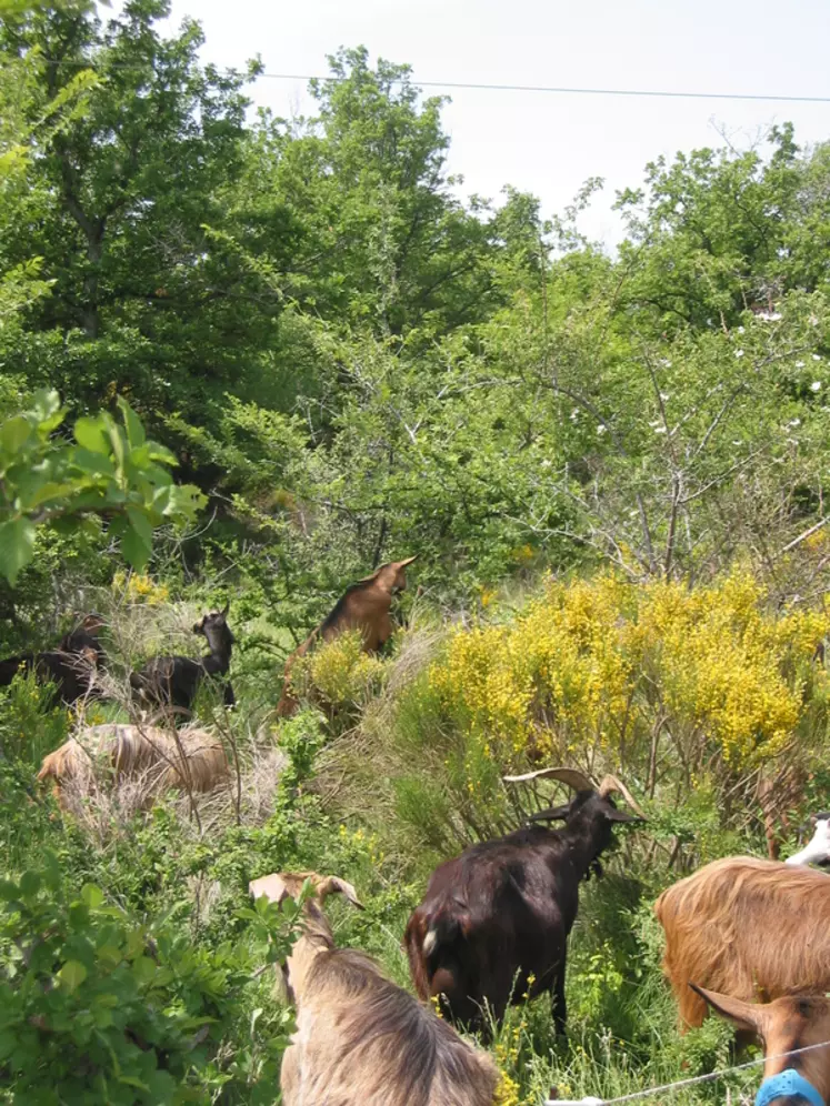 En ajustant les pratiques pastorales, le berger peut amener les chèvres à prélever la végétation de manière homogène. © DR