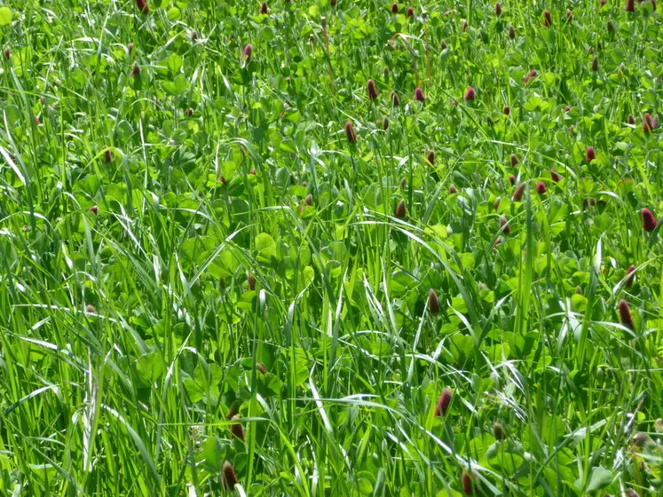 Un mélange de ray-grass hybride et de trèfle incarnat semé en fin d’été peut permettre un affouragement précoce au printemps. © J. Jost