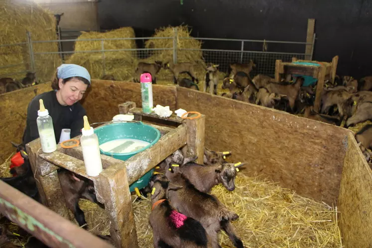 Odile, qui aime s’occuper des chevreaux, assure l’essentiel du travail lié à l’engraissement, aidée en général d’un salarié.  © V. Bargain