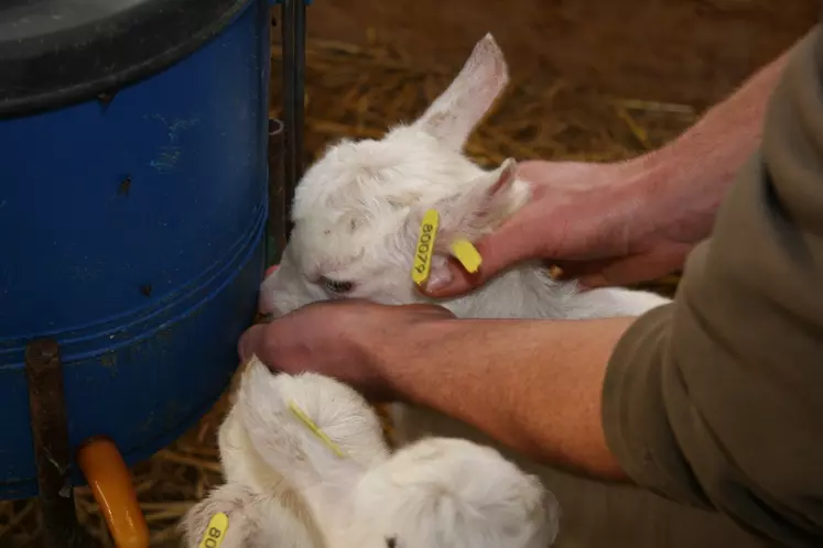 La croissance des chevrettes est une phase primordiale. La réussir passe par une alimentation adaptée. © D. Hardy