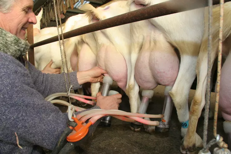 Une bonne qualité de lait, même l'été, permet à l'éleveur d'assurer son revenu. La gamme Taux y contribue. © D. Hardy