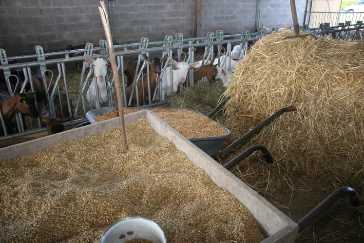 Le type de distribution de la supplémentation est choisie par l'éleveur : incorporée dans un aliment tout prêt, ou distribuer lui-même dans la ration de ses chèvres. © D. Hardy