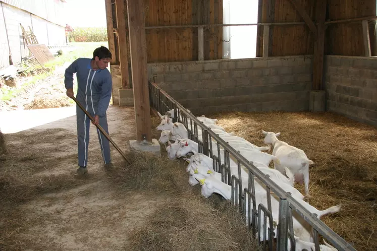 De nombreuses opportunités existent pour s'installer éleveur de chèvres. © D. Hardy