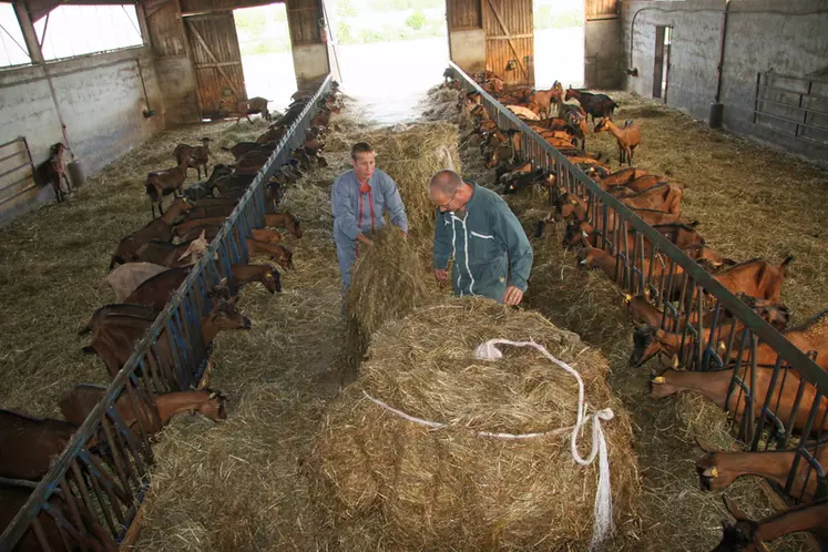 De nombreuses opportunités existent pour s'installer éleveur de chèvres. © D. Hardy