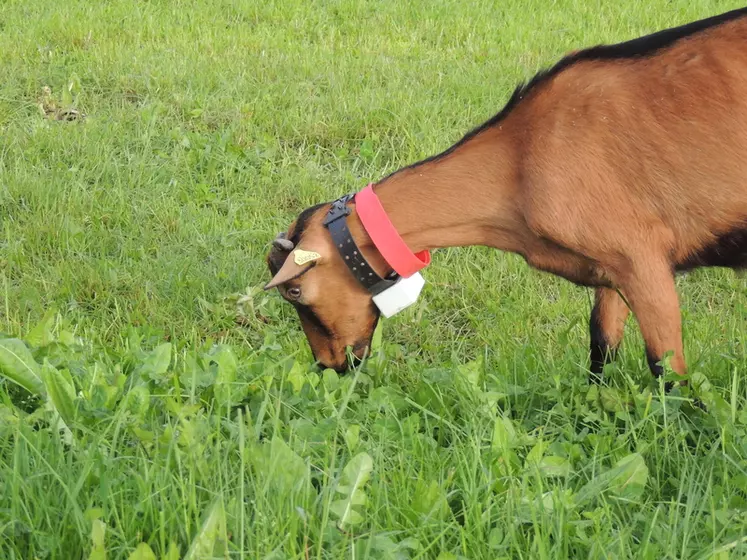 Les colliers Lifecorder ont montré que les chèvres pouvaient concentrer leur temps de pâturage. © Inra