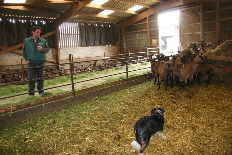 Généralement utilisé au pâturage, le chien est également d'une grande aide à l'intérieur, notamment pour pousser les chèvres à la traite. © D. Hardy