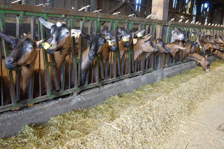 En moyenne, les éleveurs distribuent le mélange une fois par jour et le repoussent deux fois. © J. Jost