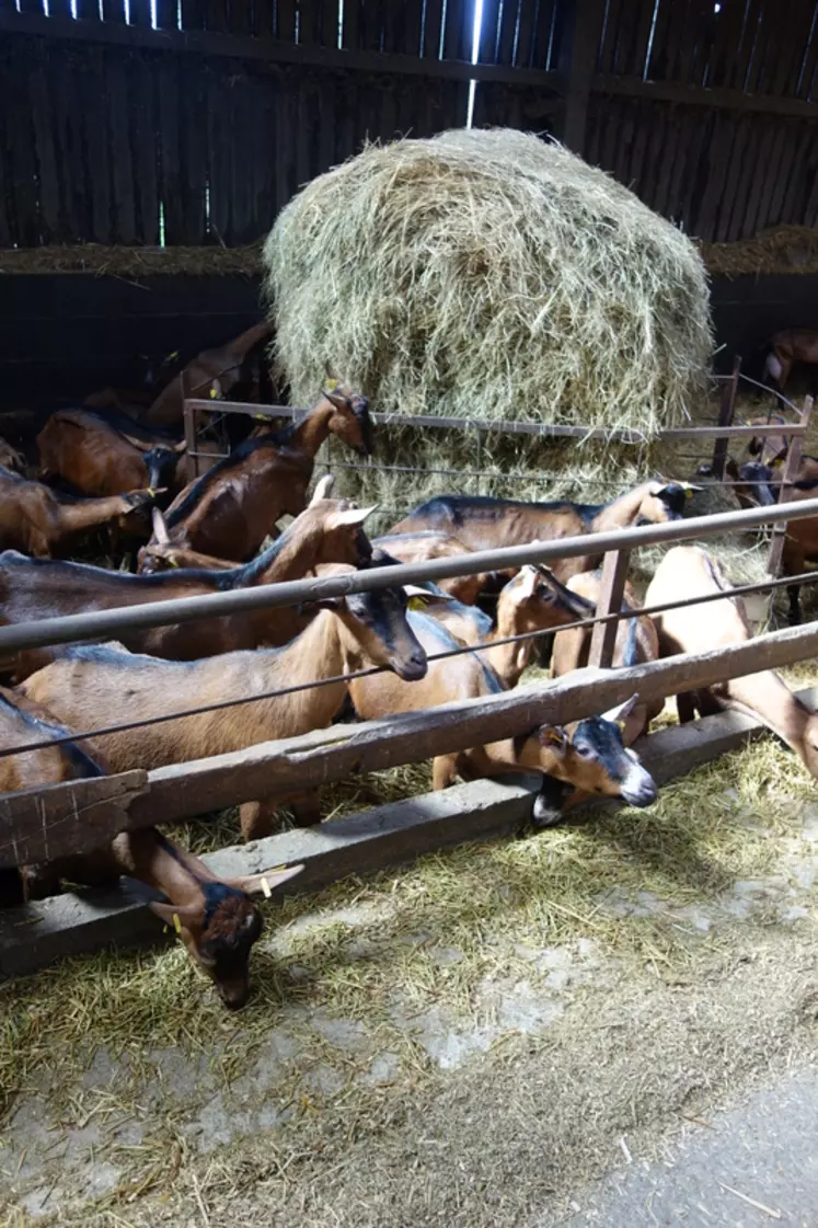 En élevage caprin, du fourrage grossier (paille ou foin) est souvent apporté au râtelier en complément de la ration mélangée. © J. Jost