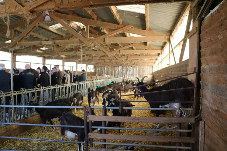 Un élevage de chèvres poitevines au coeur de la Bourgogne, voilà qui en a surpris plus d'un parmi les visiteurs de la ferme de la CHazère. © B. Morel