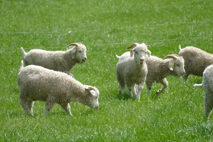 Les chèvres angoras sont bien mieux adaptées au climat humide du Perche que les Alpines. Elles passent leurs journées au pâturage. © M. Lalière