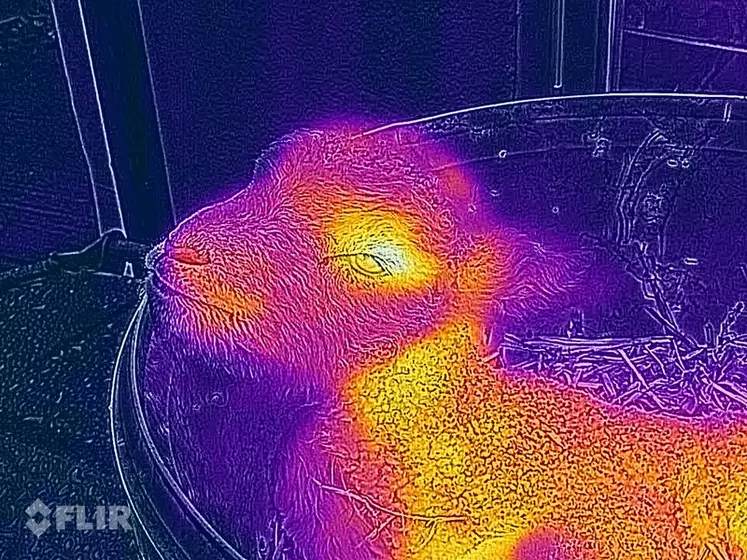 Le S61 peut être un indicateur en temps réel de la température d'un animal, d'un liquide ou de tout autre objet. © Flir