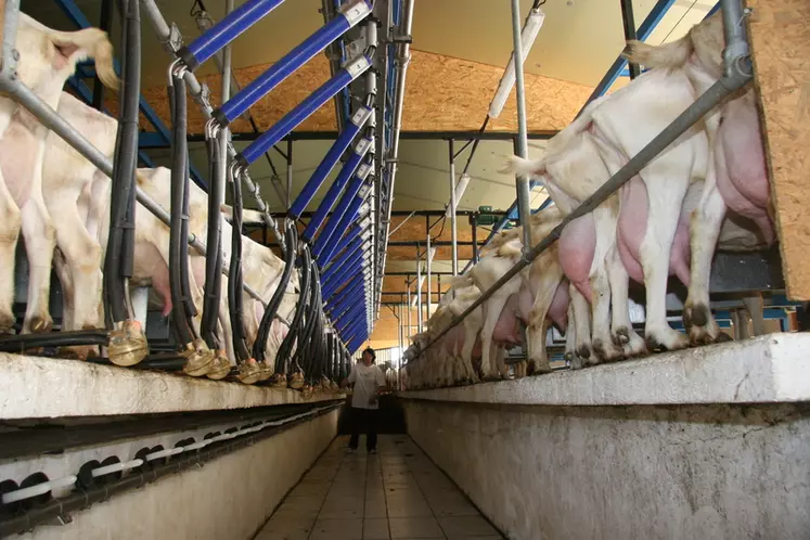 On parcourt vite des kilomètres avec de grandes installations de traite. De petits détails peuvent permettre de gagner de précieuses minutes. © D. Hardy