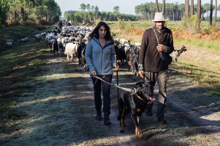 Le Conservatoire des races d'Aquitaine a fait appel au financement participatif pour mettre sur pied cette transhumance. © DR