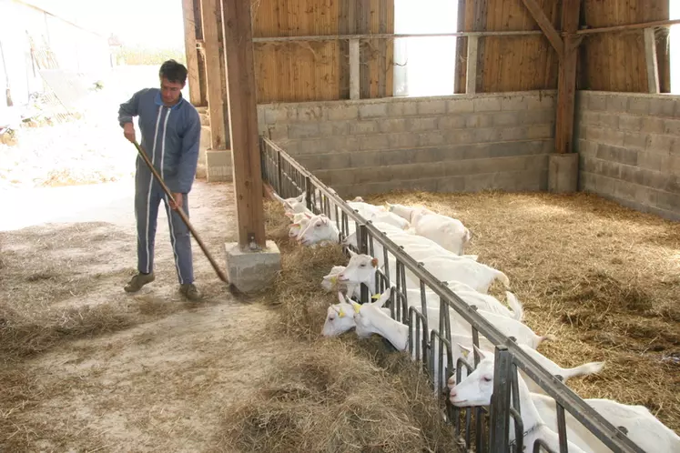 Les éleveurs résilients sont d’abord des animaliers qui maîtrisent parfaitement la conduite de leur troupeau. Prudents, ils investissent surtout pour améliorer leurs conditions de travail et son efficacité. © D. Hardy