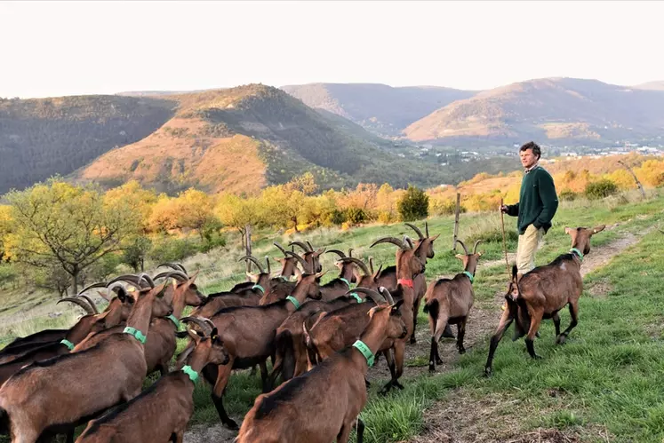 Tous les jours, les chèvres passent quatre heures dans les parcours, guidées par leur berger dans les bois environnants la ferme. © H. Pol