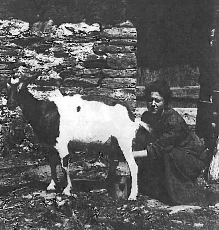 Dans la première moitié du XXe siècle, les chèvres sont souvent élevées comme animaux de basse-cour, et c’est l’affaire des femmes. © Archives