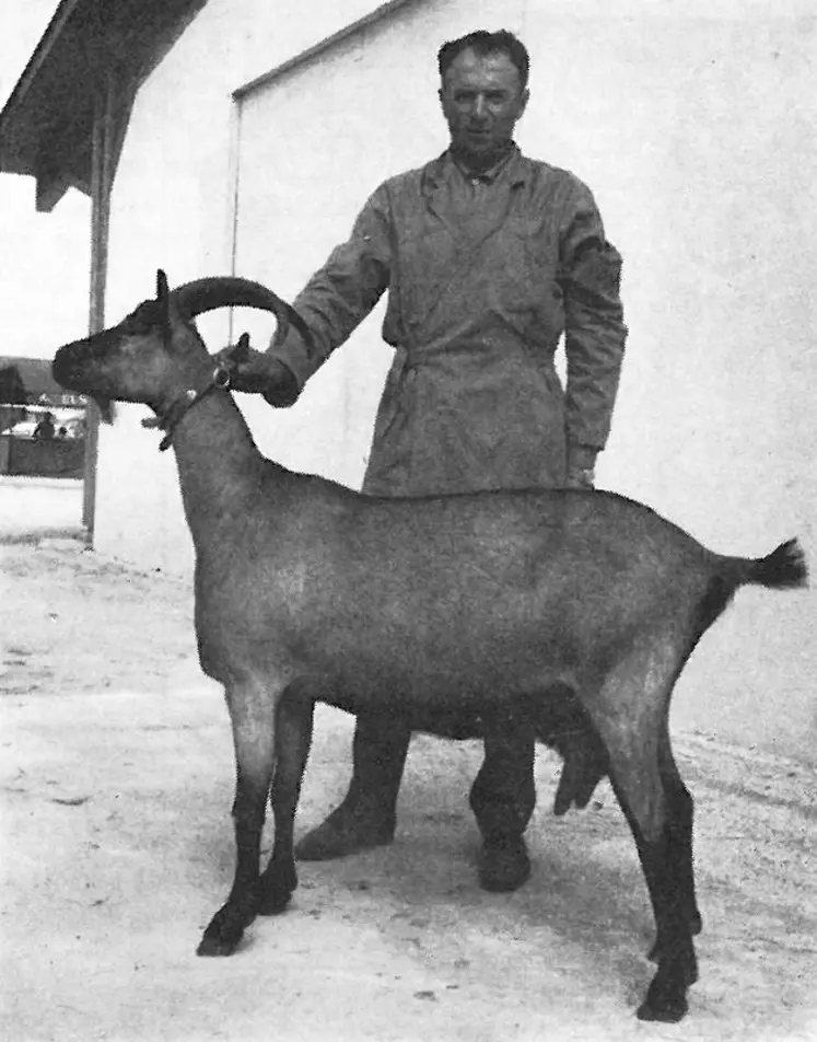 En 1969, la chèvre de M. Leboeuf remporte le Grand prix de conformation du concours caprin d'Indre-et-Loire. © Archives