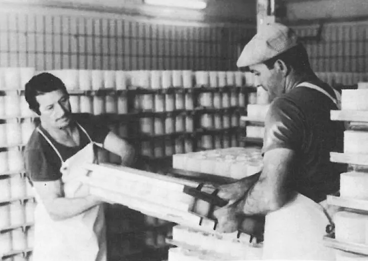 La fabrication industrielle de fromages de chèvres mobilise hommes et machines. Ici, en 1983, les fromages type camembert fraîchement moulés sont évacués vers la salle d’égouttage et sont retournés manuellement. © Archives