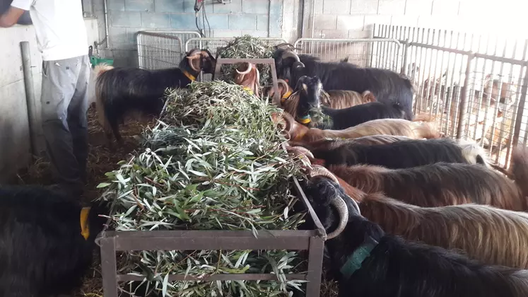 Le saule pourrait être utilisé durablement comme fourrage vert pour les chèvres israéliennes. © Agri. Research Org. - the Volcani Center