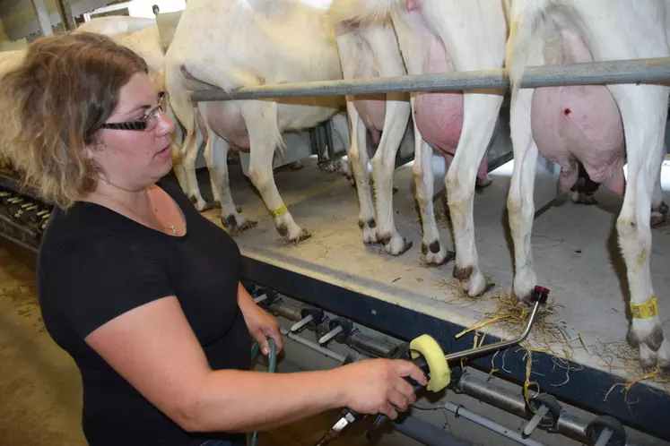 Une fois la chèvre finit de traire, les mamelles reçoivent une courte pulvérisation de Trayor qui désinfecte les trayons et hydrate la peau. © D. Hardy