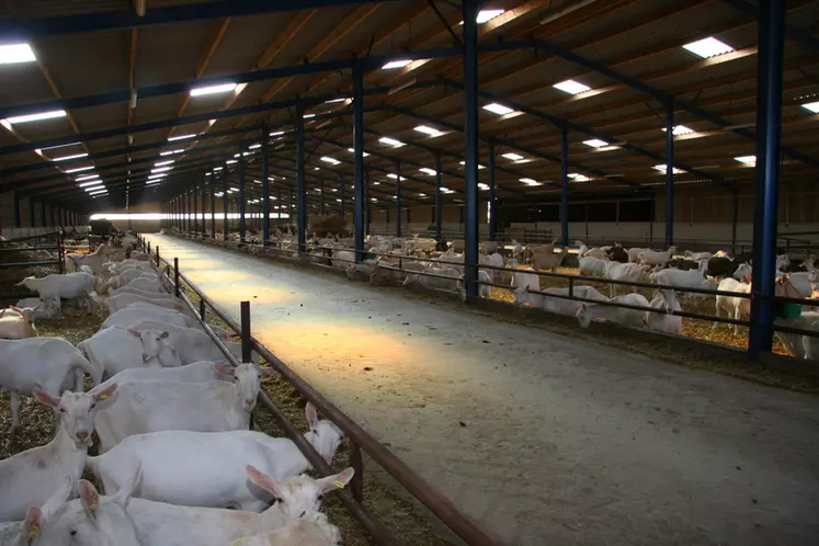 Un bâtiment fonctionnel, aéré et lumineux est déjà l'assurance d'un travail confortable pour l'éleveur et d'un environnement appréciable pour les chèvres. © D. Hardy