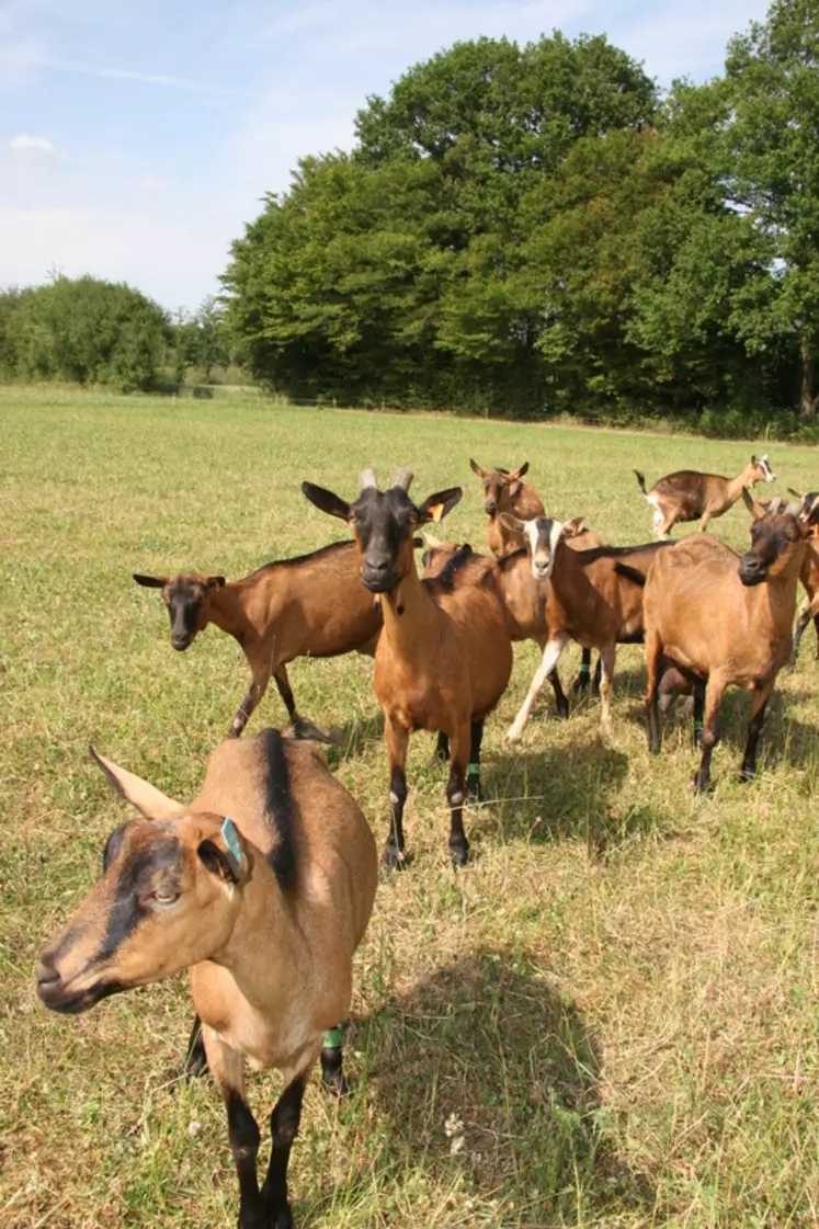 La sécheresse  va impacter la production de lait dès la fin de l'année et la campagne 2019 également. © D. Hardy