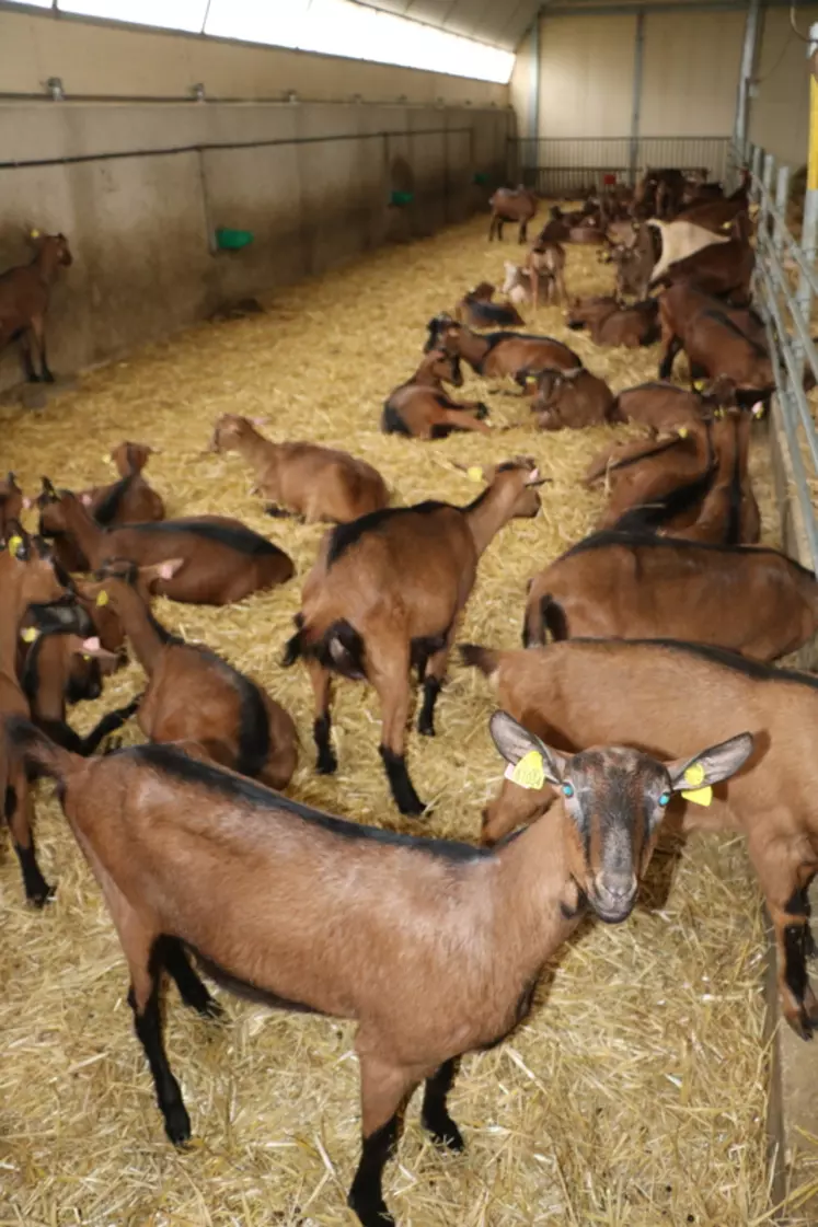 Le couple d'éleveurs espèrent que leur troupeau progressera vite en génétique pour atteindre le même niveau de production qu'auparavant, soit 1 050 kg de lait par chèvre. © B. Morel