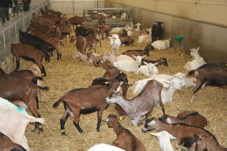 Il faut compter environ 200 euros pour une chèvre dans le cadre d'une reprise, 300 euros pour une chevrette pleine et 40 euros pour une chevrette de huit jours. © B. Morel